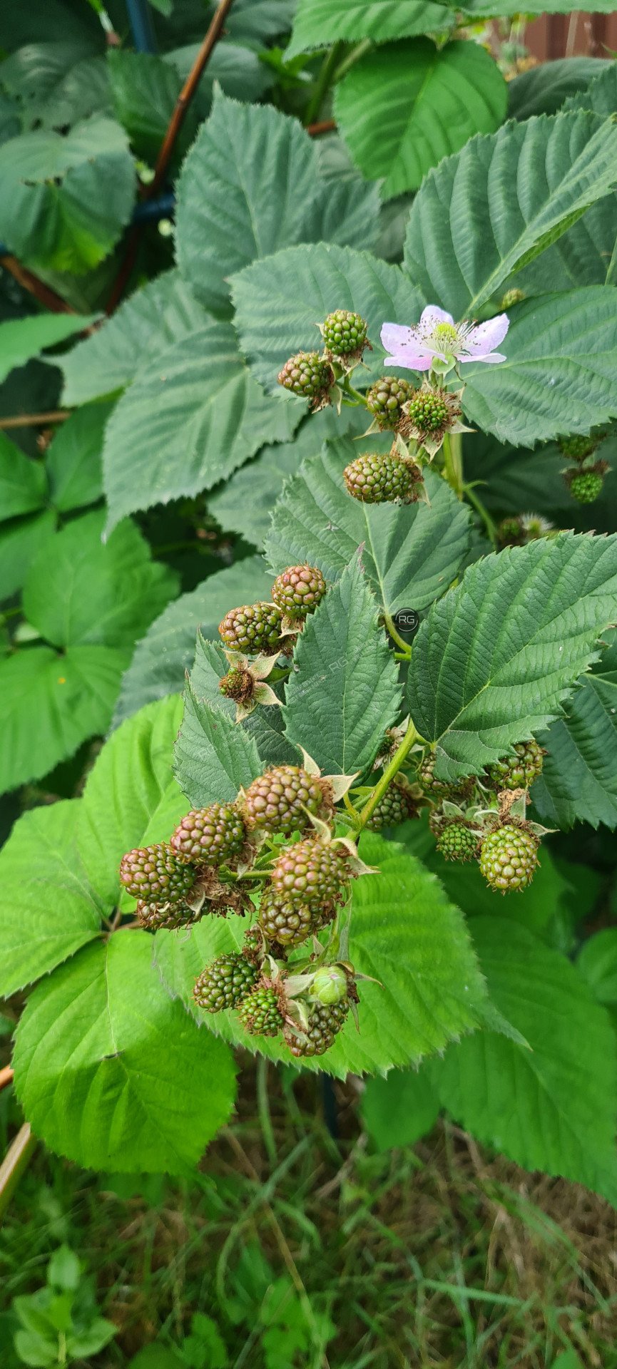 Миниатюра 47, Дом у озера, 70 м², Ленинградская область, Приозерский район, Сосновый Бор г., д.3