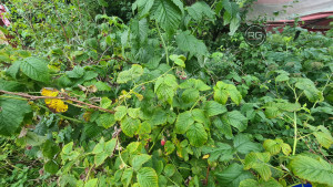 Миниатюра 6, Участок ижс с домом в Коломягах, 12 соток, Санкт-Петербург, Приморский район, Новоорловская ул.