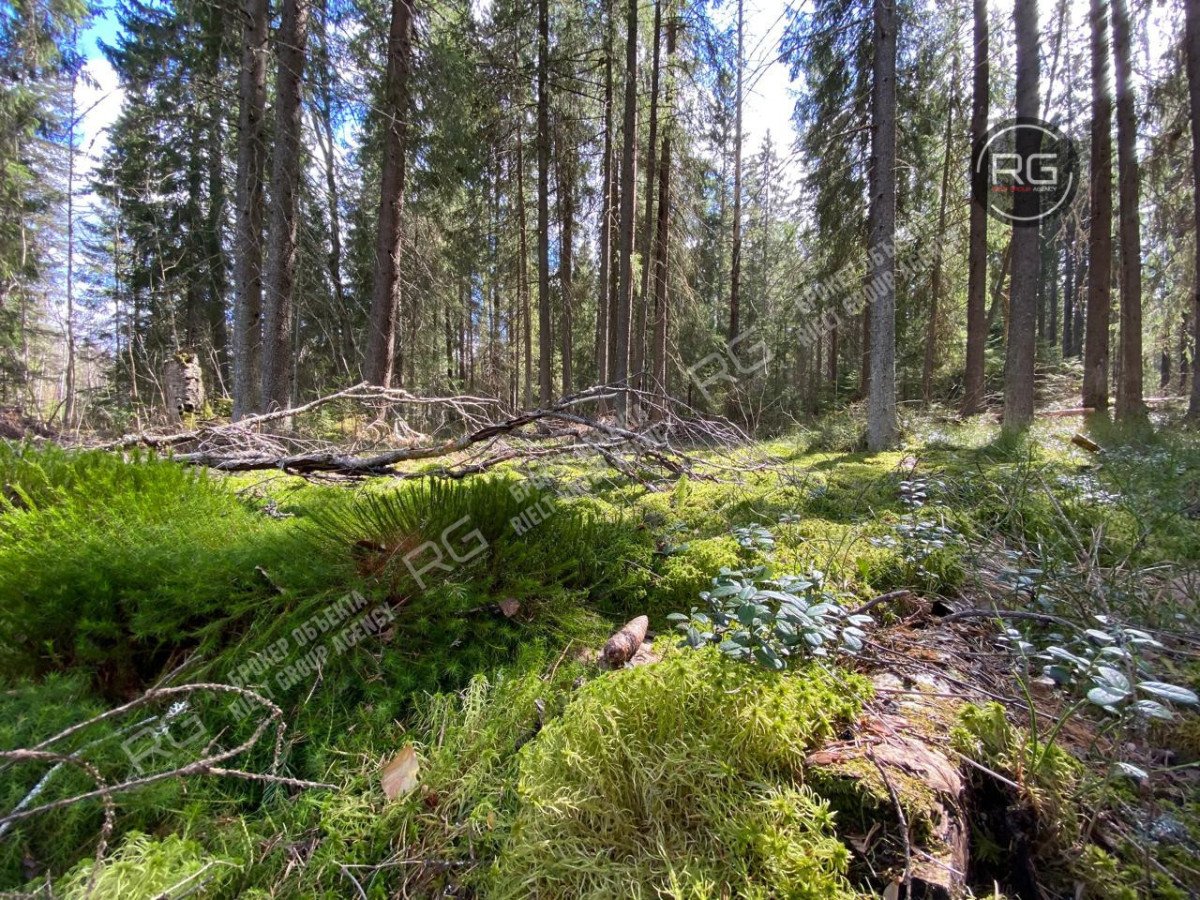 Миниатюра 7, Земельный уч. в р-не пос. Рощино, 8,7 соток, Ленинградская область, Выборгский район, Полянская тер.