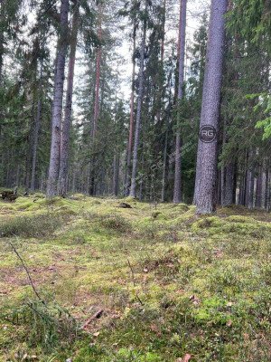 Миниатюра 8, Земельный Участок 27 Га у озера, 2 707 соток, Ленинградская область, Выборгский район, Поляны(п.Заполье) снт